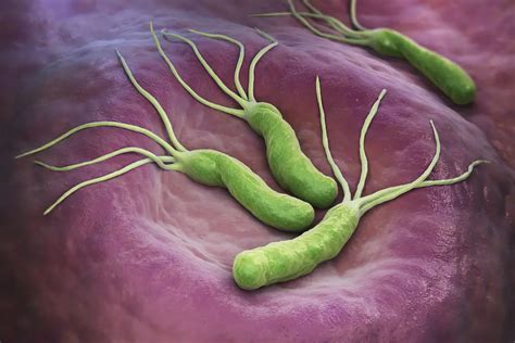 Helicobacter Pylori: Transmission, Test, Diet | STD.GOV Blog