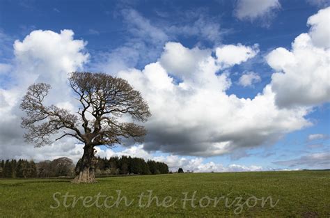 The old Oak tree(s) | Stretch the Horizon