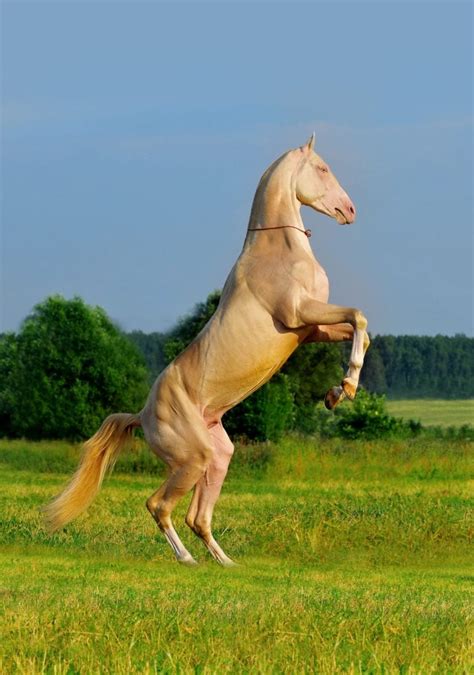 Akhal Teke: A Horse Breed Of Unique Colors, Facts, And Uses