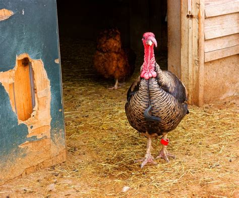 Turkey on poultry farm stock photo. Image of wing, animal - 19881124