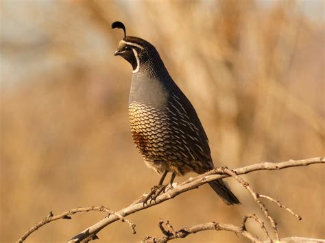 California Valley Quail | BirdForum