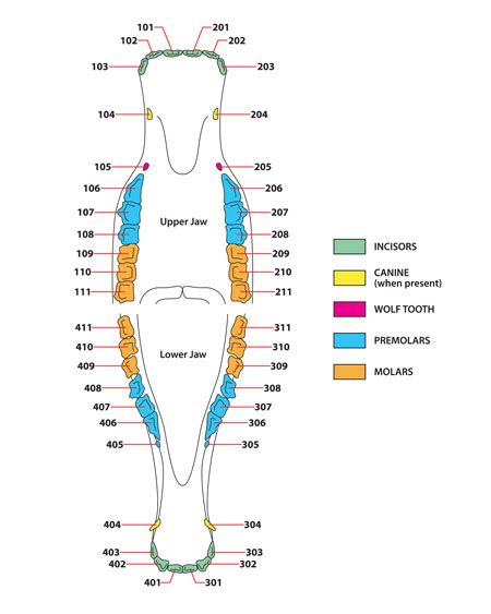 How To Age A Horse By Their Teeth Chart