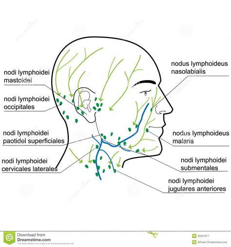 Lymph Nodes Of The Head And Neck. Stock Vector - Image: 45207977