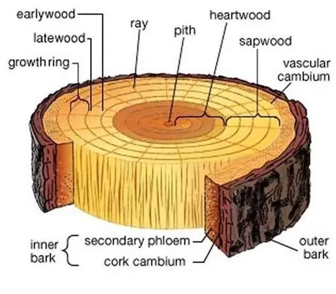 What is the function of medullary rays? - Quora in 2020 | Baumkunde, Biologie, Pflanzen