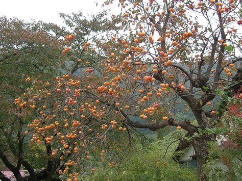 Persimmon: The Fruit of the Gods - Deb's Garden - Deb's Garden Blog