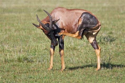 Topi Antelope Scratching — Stock Photo © nstanev #3655432