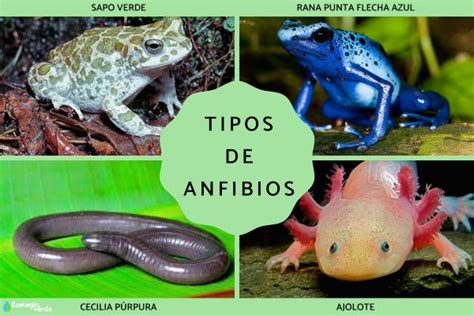 Tipos de anfibios, sus características y ejemplos - Resumen