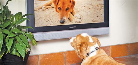 TV Shows Designed for Dogs | Modern Dog magazine