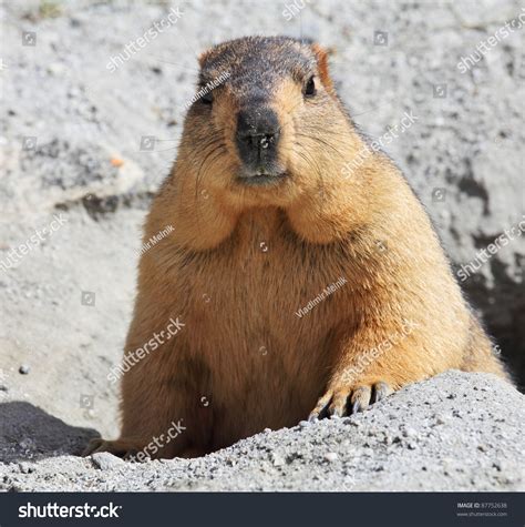 Himalayan Marmot Stock Photo 87752638 : Shutterstock