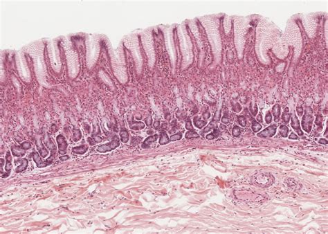 Digestive System – Meyers Histology