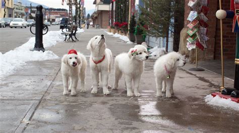 Santa Paws 2 Gallery | Santa paws, Paw, Santa