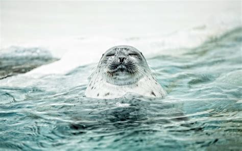 Download Animal Seal HD Wallpaper