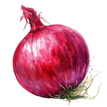 Watercolor Onion Vegetable Clip Art, Onion, Watercolor, Hand PNG Transparent Image and Clipart ...