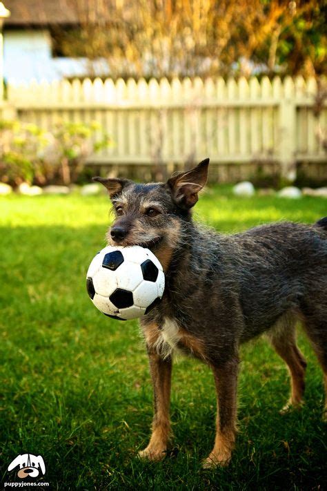 98 Dogs Playing Soccer ideas | dogs, soccer, puppies