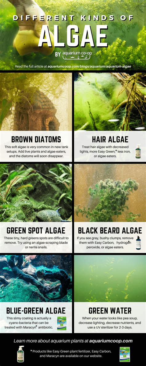 13 Popular Types Of Aquarium Algae (Causes How To Get Rid, 51% OFF