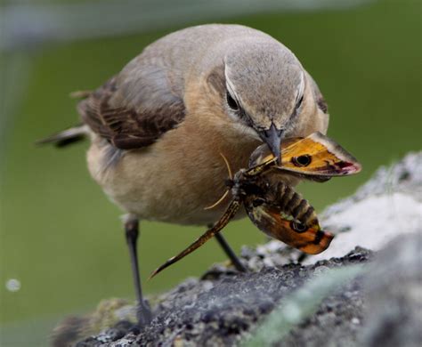 Bird in garden, eating a moth. | Hawk moth, Beautiful birds, Bird