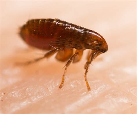 Typhus Outbreak Spread by Fleas at 'Epidemic Levels' Around LA | Newsmax.com