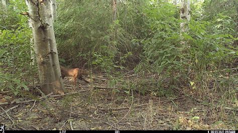 Bobcat Sighting Signals a Habitat Restoration Win | Oxbow Farm & Conservation Center