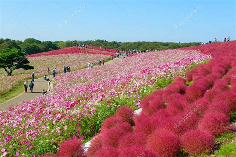 Autumn in Hitachi Seaside Park — Stock Photo © hiro1775 #73651441