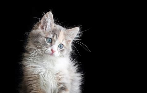 Premium Photo | Cute calico cat on the black background