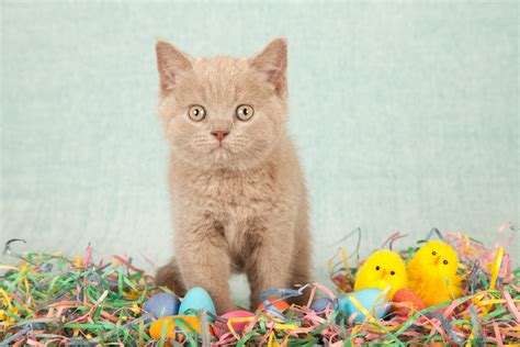 Cat In Easter Wallpapers - Wallpaper Cave