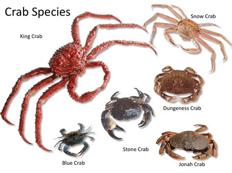 Fish & Shellfish Identification — The Culinary Pro