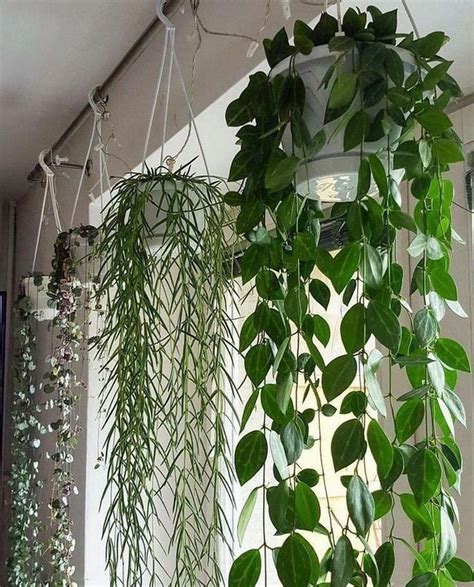 34 Indoor Plant Ideas That'll Instantly Breathe Life Into Your Home in 2020 (mit Bildern ...