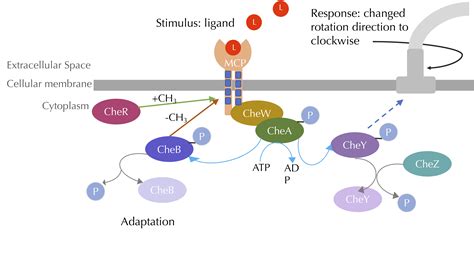 Software Tutorial: Modeling bacterial adaptation to changing attractant ...