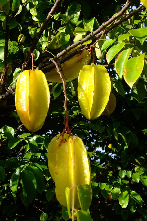 Balimbing: A Starfruit for all Seasons - Philippine Morning Post