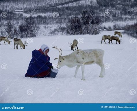 Sami People Feeding Reindeer Editorial Stock Image - Image of forest, reindeer: 133957639