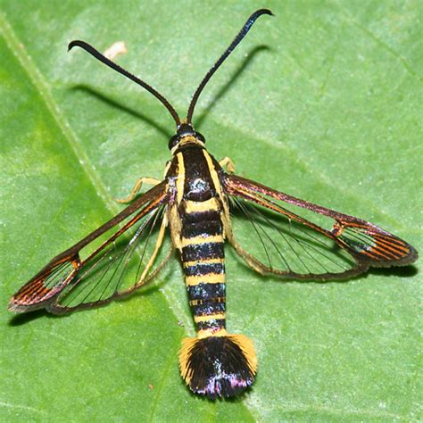 Clearwing Moth - Synanthedon arkansasensis - BugGuide.Net