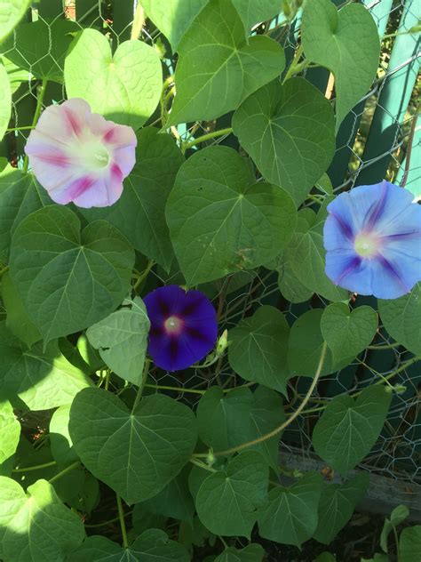 Three Morning Glory colors in one plant #gardening #garden #DIY #home #flowers #roses #nature # ...