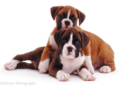 Boxer Puppies Wallpapers - Wallpaper Cave