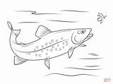 Rainbow Trout Coloring Page  Pages sketch template