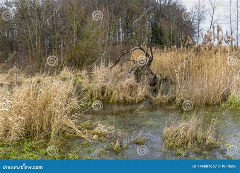 Beaver habitat stock image. Image of waterside, outdoor - 174887657