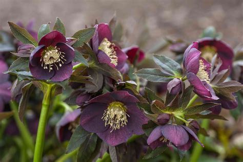 How to Grow and Care for Hellebore