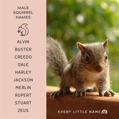 210+ Best Squirrel Names (Cute, Funny, and Cool) - Every Little Name