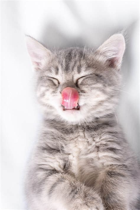 The Reason Why Your Cat Sleeping With Tongue Out