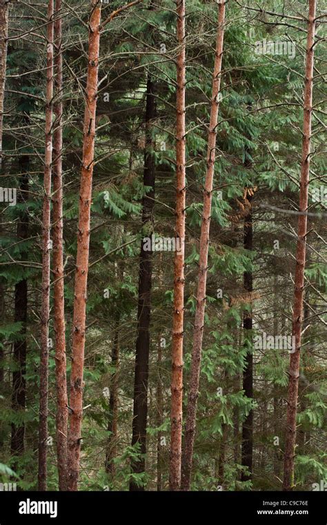 Scots Pine Forest Stock Photo - Alamy