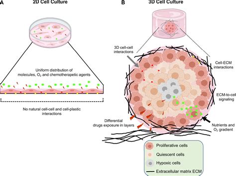 Frontiers | Three-Dimensional 3D Culture Models in Gynecological and ...