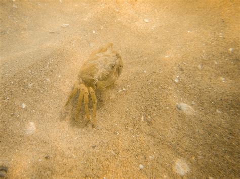 Crab Underwater Free Stock Photo - Public Domain Pictures