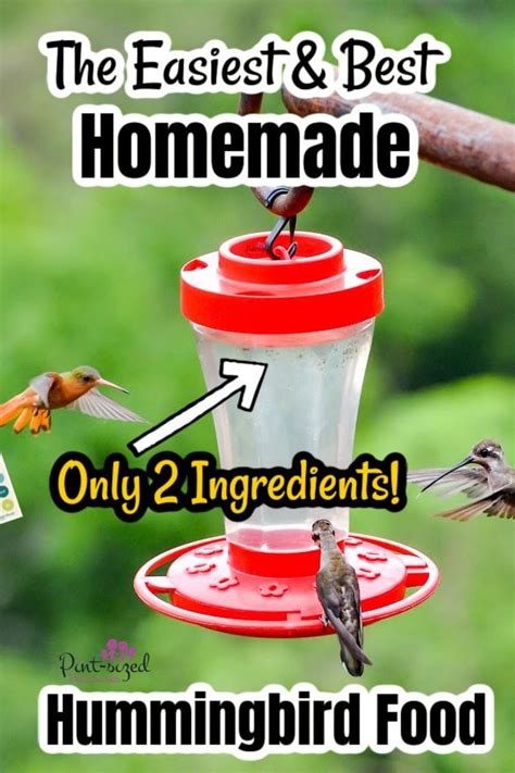 Hummingbird Feeder Recipe, Homemade Hummingbird Food, Recipe For ...