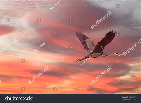 Great Blue Heron Flying Sunset Stock Photo (Edit Now) 177609773