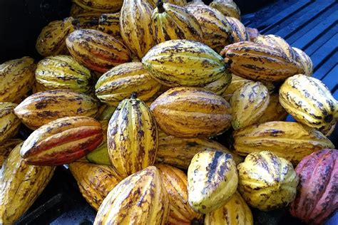 Assorted Cacao Fruits – Montoso Gardens