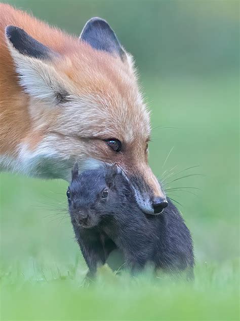 Red Fox Caught Its Prey Photograph by Jasmine Suo - Fine Art America