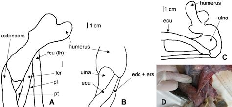 Humerus osteology, myology, and finite element structure analysis of Cheloniidae - Krahl - 2020 ...