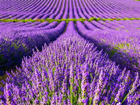 Provence Lavender Tours