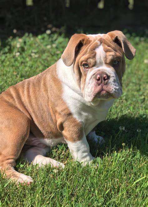 English Bulldog Puppies For Sale | Springdale, AR #331681