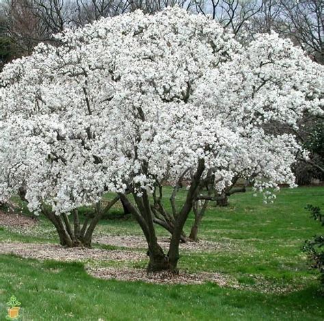 Royal Star Magnolia | Royal Star Magnolia Tree — PlantingTree.com Ornamental Trees Landscaping ...