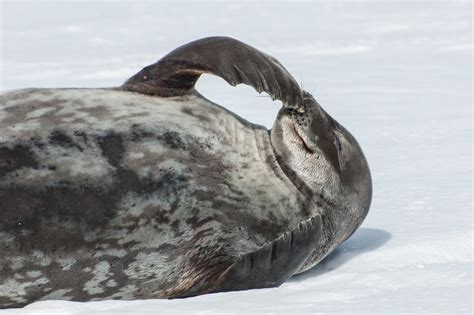 South Shetland Islands wildlife | Flickr